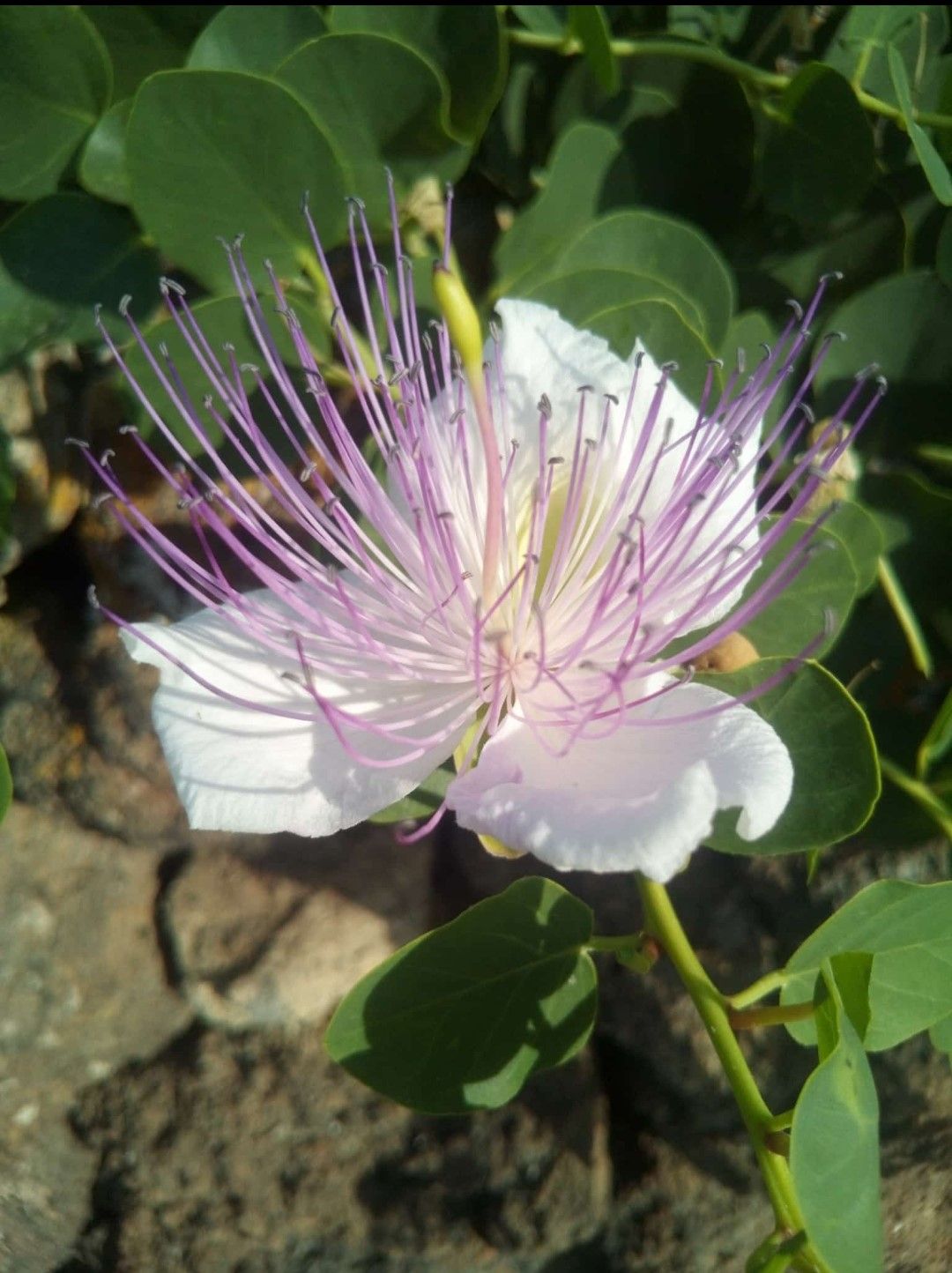 Capperi di Pantelleria DOP conosciamo il re verde dell’isola 