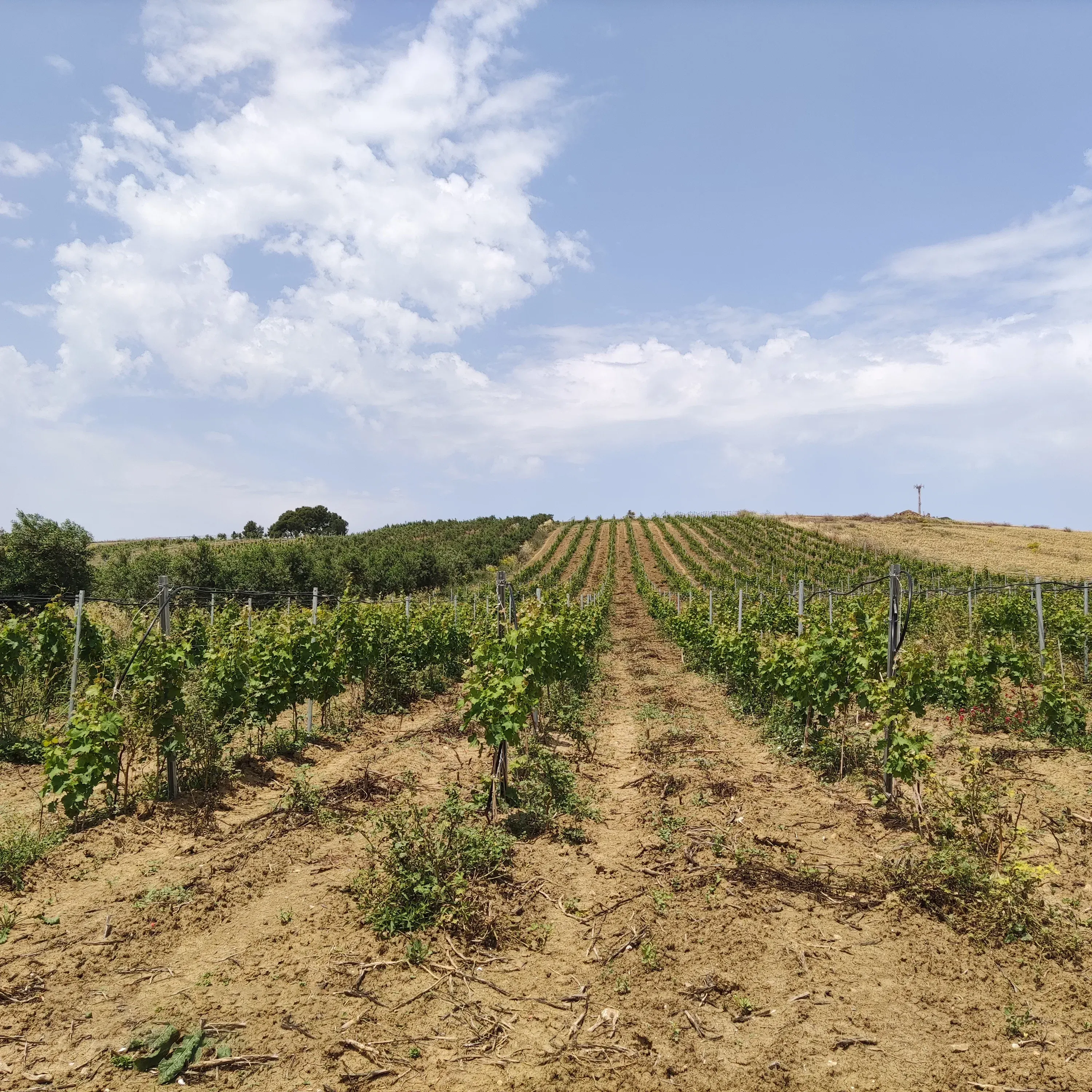 Agricola Amigdala