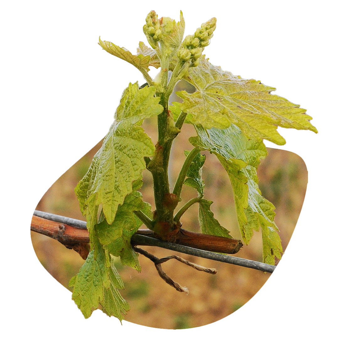 Agricoltura Biologica